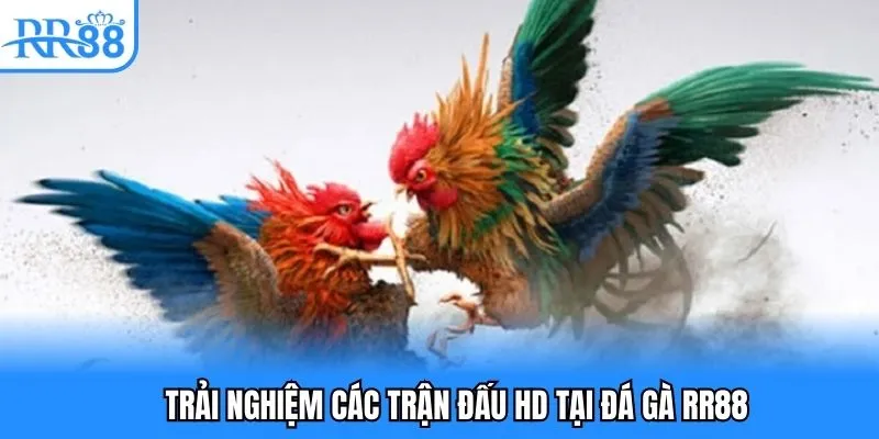Trải nghiệm các trận đấu HD tại đá gà RR88