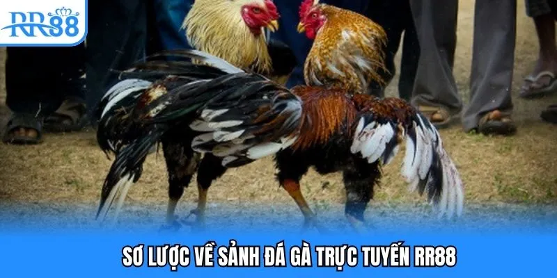Sơ lược về sảnh đá gà trực tuyến RR88