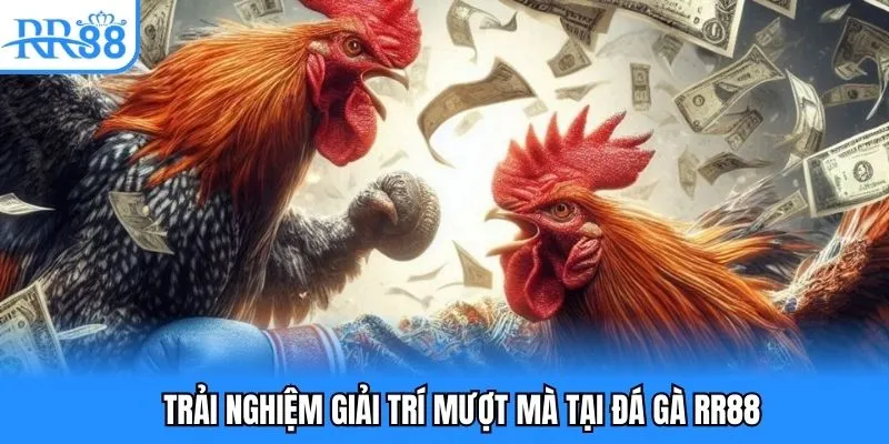 Trải nghiệm giải trí mượt mà tại đá gà RR88